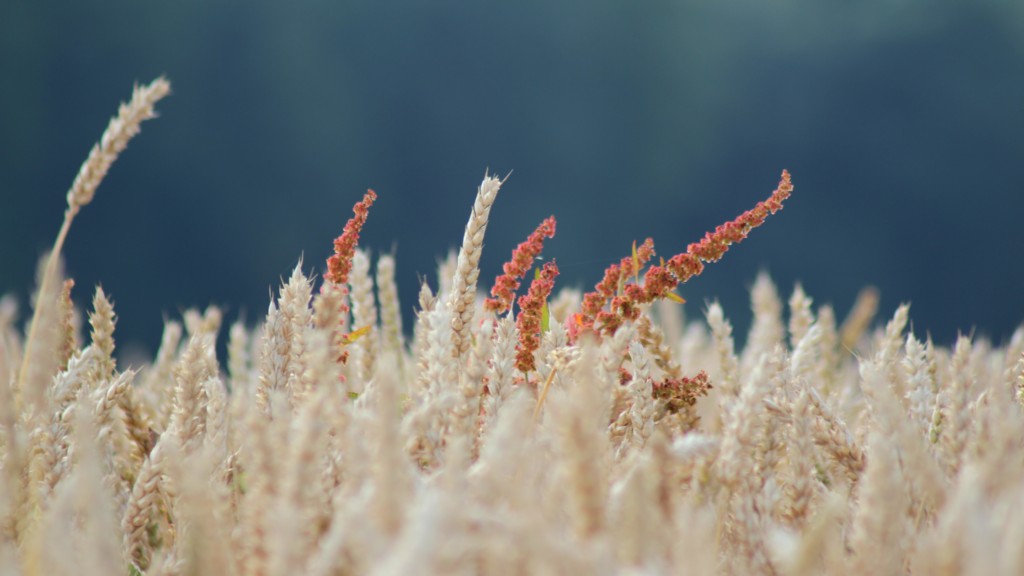 3 Pillars of Compassionate Leadership