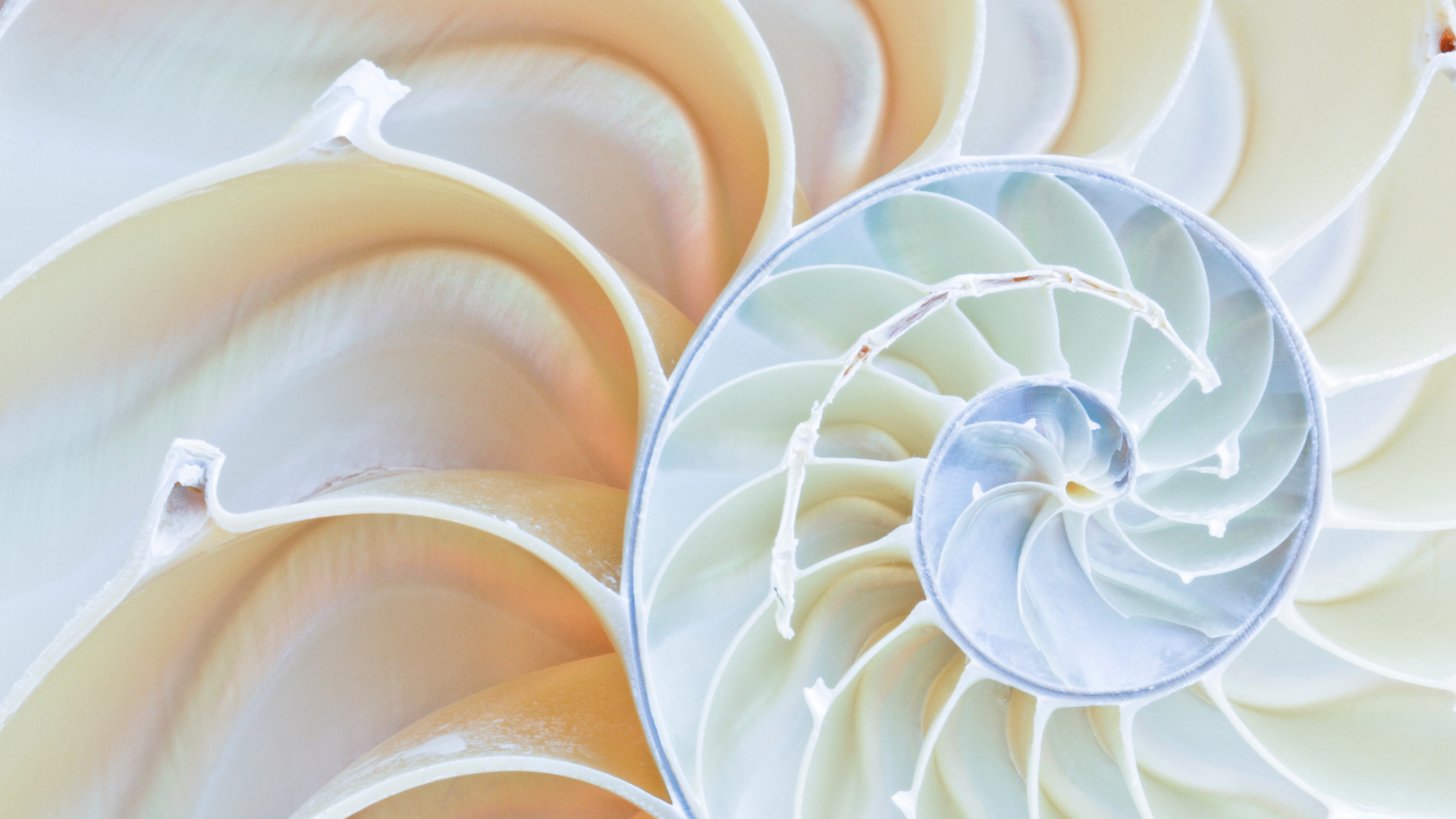 spiral of a nautilus shell